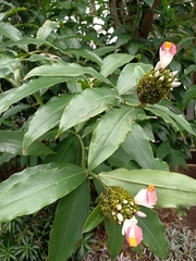 Costus afer