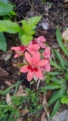 Freesia laxa
