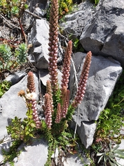 Villadia aristata