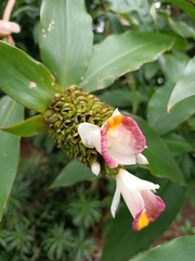 Costus afer