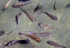 Sarotherodon melanotheron