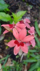 Freesia laxa
