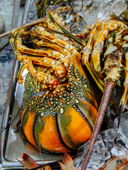 Panulirus laevicauda