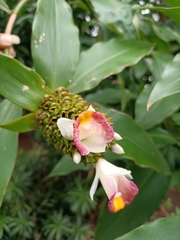 Costus afer