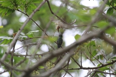 Chrysuronia versicolor