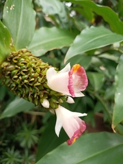Costus afer