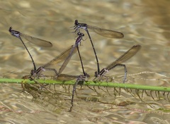 Argia tezpi