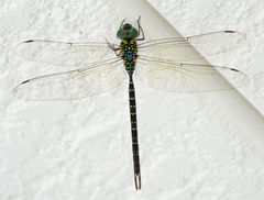 Triacanthagyna trifida