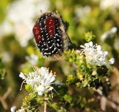 Trichostetha bicolor
