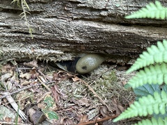 Arion intermedius