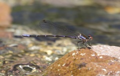 Argia oenea