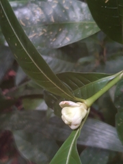 Palicourea glomerulata