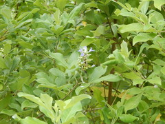 Vitex