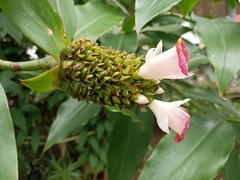 Costus afer
