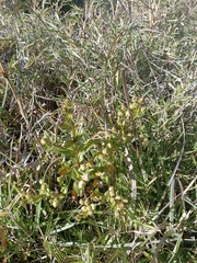 Swertia macrosperma