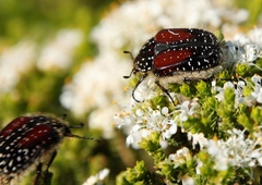 Trichostetha bicolor