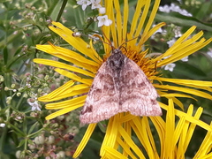 Euclidia glyphica