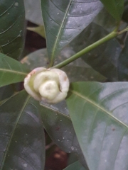 Palicourea glomerulata