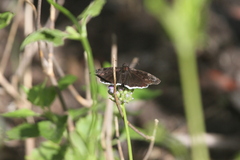 Erynnis tristis