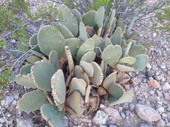 Opuntia basilaris basilaris