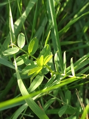 Vicia sepium