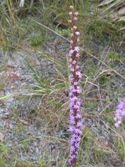 Liatris laevigata