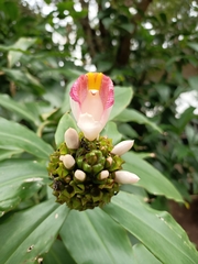 Costus afer