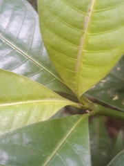 Palicourea glomerulata