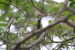 Chrysuronia versicolor