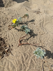 Camissoniopsis cheiranthifolia