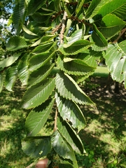 Ulmus