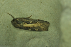 Actebia fennica