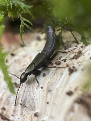 Philonthus decorus