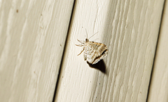 Digrammia ocellinata