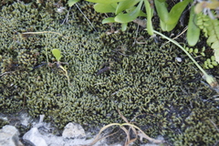 Pseudocrossidium crinitum