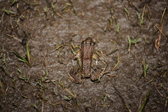 Leptodactylus podicipinus