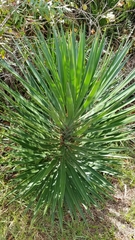 Yucca aloifolia