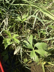 Ranunculus hispidus caricetorum