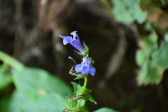 Lobelia siphilitica