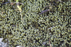 Pseudocrossidium crinitum