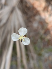 Xyris caroliniana