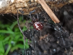 Steatoda paykulliana
