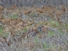 Alectoris rufa intercedens