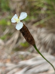 Xyris caroliniana