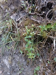 Swertia macrosperma
