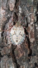 Chlorocoris