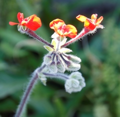 Pelargonium fulgidum