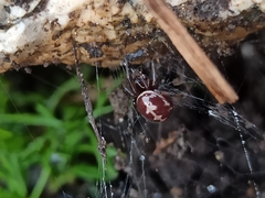 Steatoda paykulliana