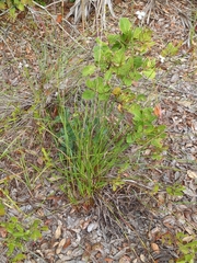 Xyris caroliniana