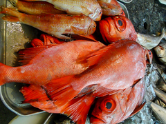 Priacanthus